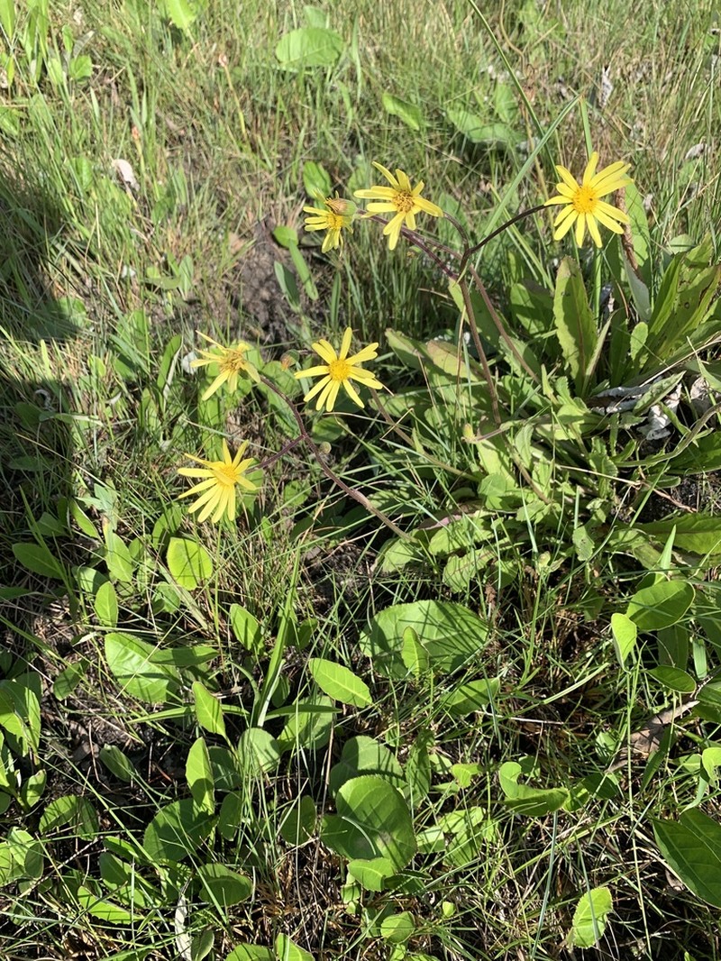 Senecio natalicola photo 5