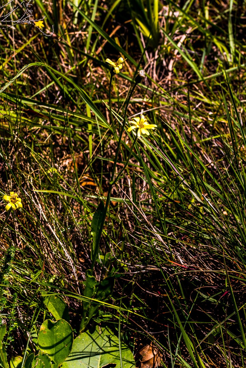 Senecio natalicola photo 6