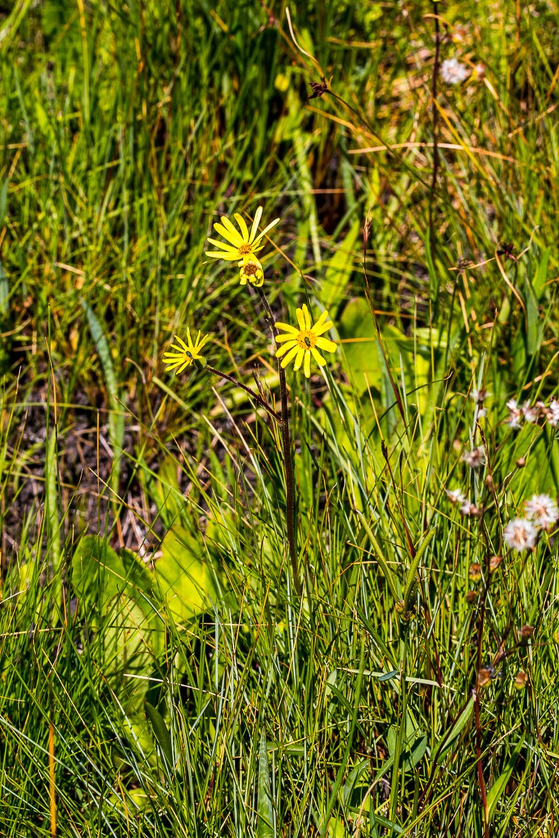 Senecio natalicola photo 8