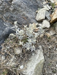 Senecio neaei