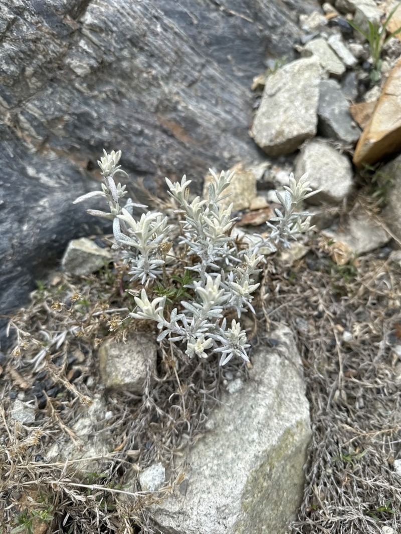 Senecio neaei