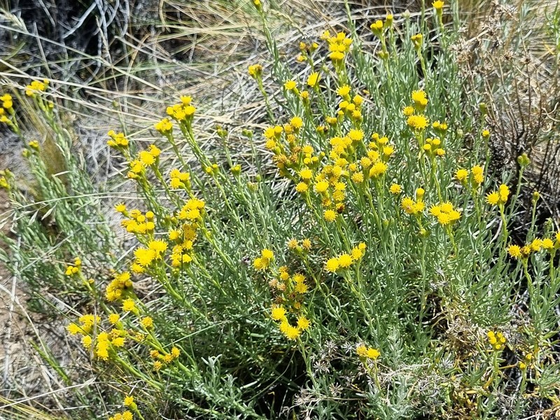 Senecio neaei photo 6