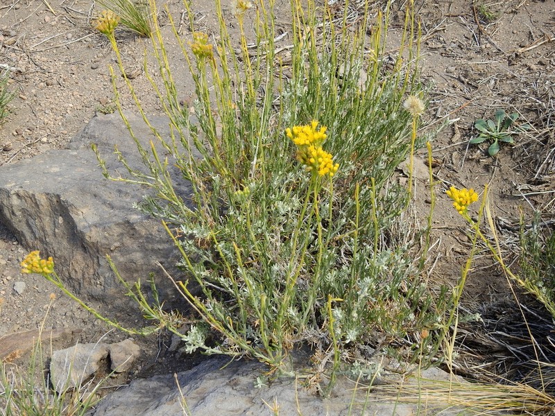 Senecio neaei photo 7