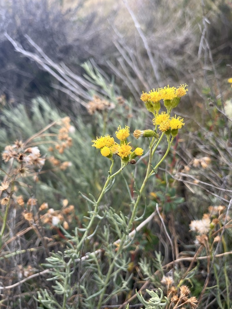 Senecio neaei photo 8