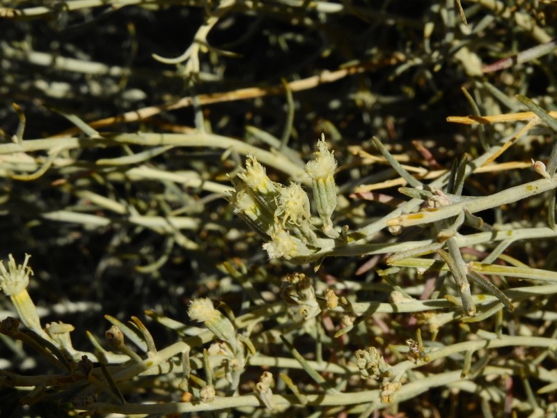 Senecio neaei var. incisus