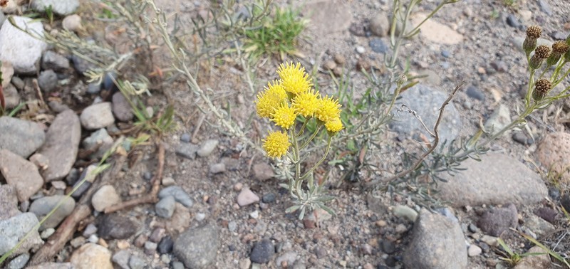Senecio neaei var. neaei