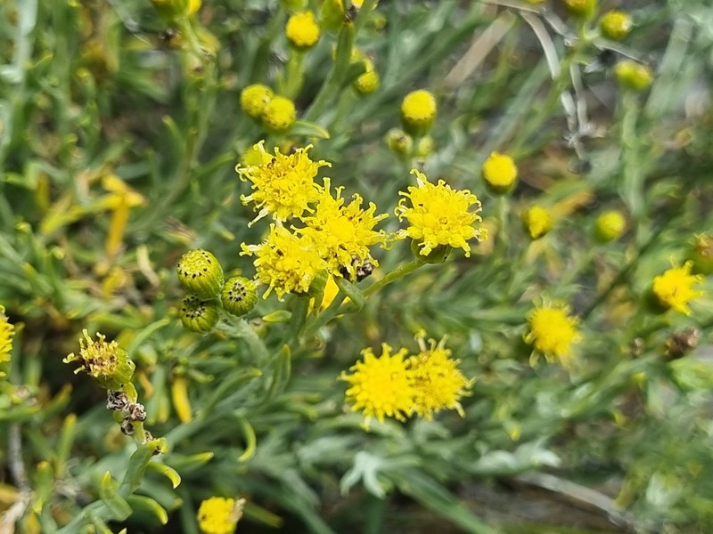 Senecio neaei var. neaei photo 2