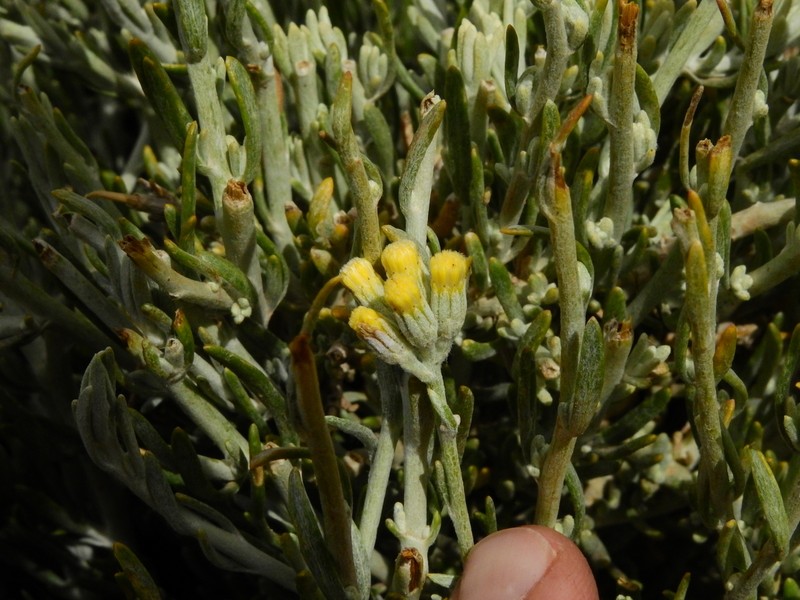 Senecio neaei var. neaei photo 3