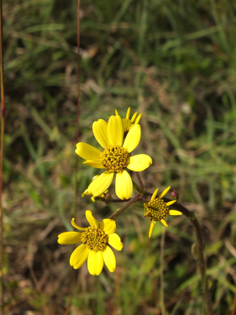 Senecio neelgherryanus photo 2