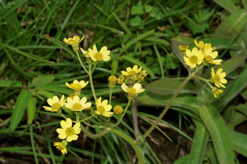 Senecio neelgherryanus
