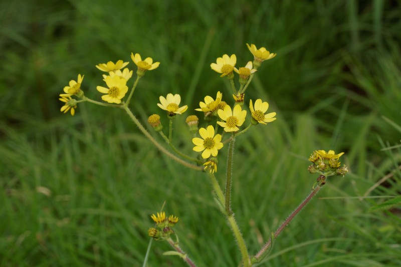 Senecio neelgherryanus photo 5
