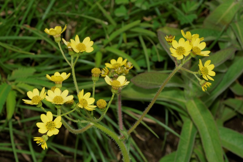 Senecio neelgherryanus photo 6