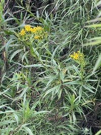 Senecio nemoralis