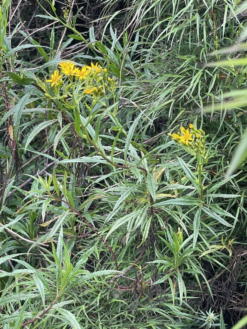 Senecio nemoralis