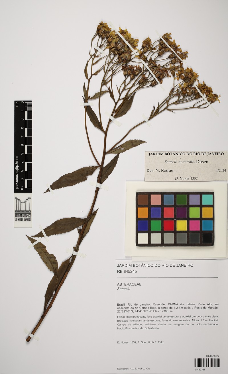 Senecio nemoralis photo 3