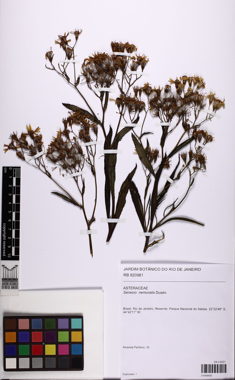 Senecio nemoralis photo 4