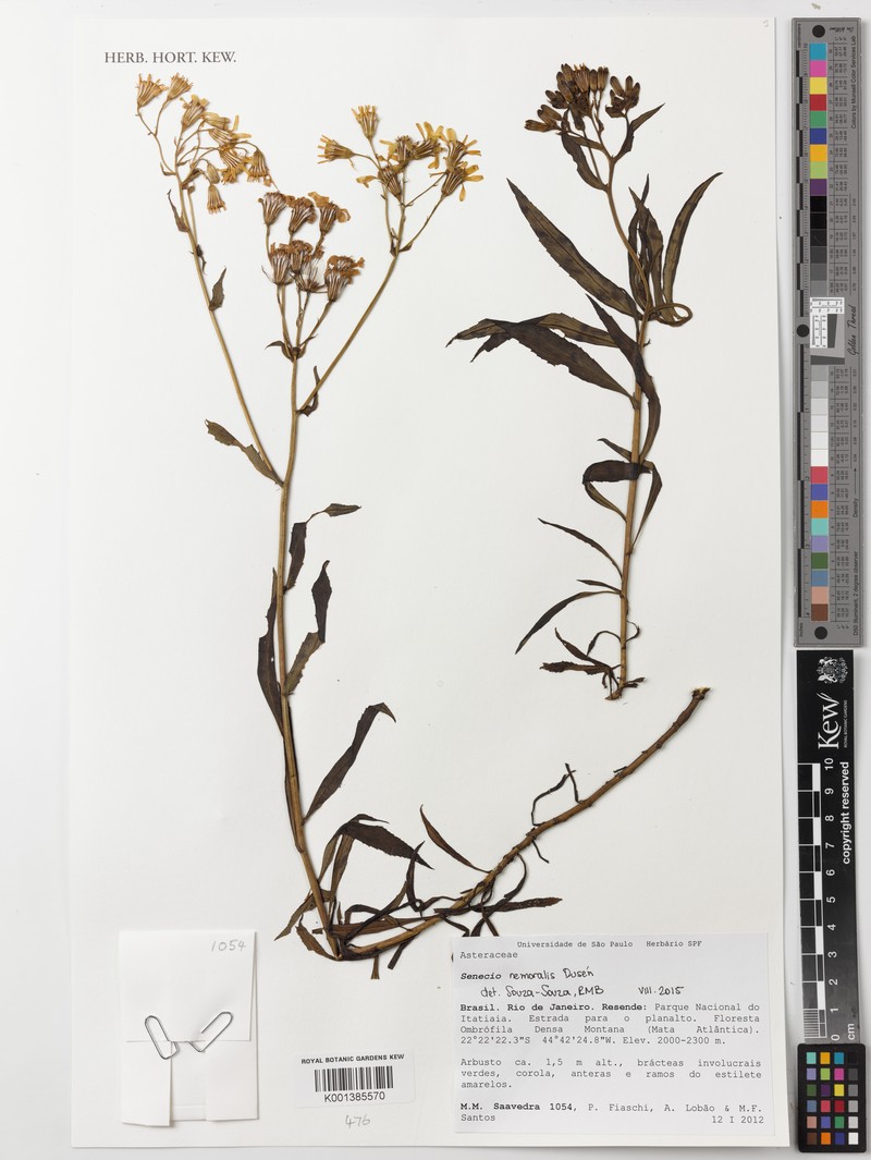 Senecio nemoralis photo 5