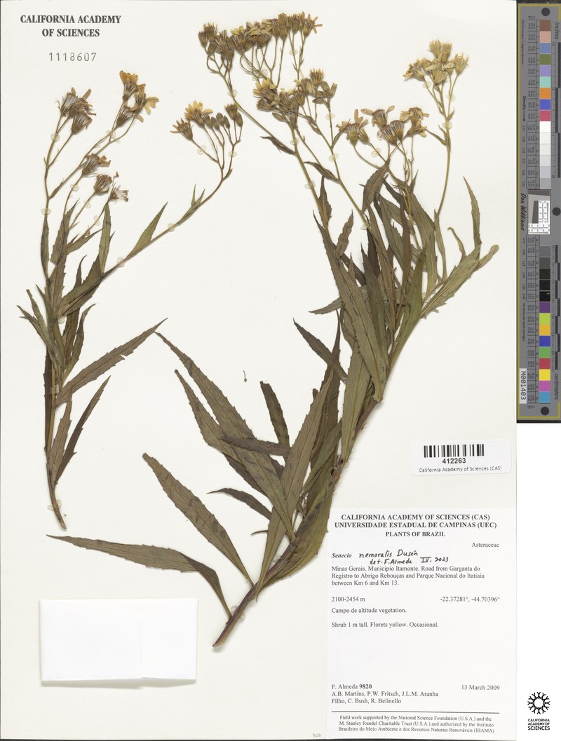 Senecio nemoralis photo 6