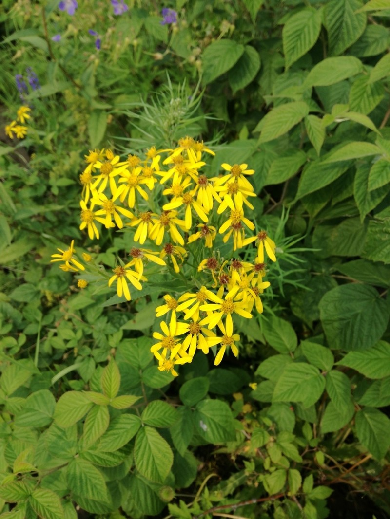 Senecio nemorensis photo 2