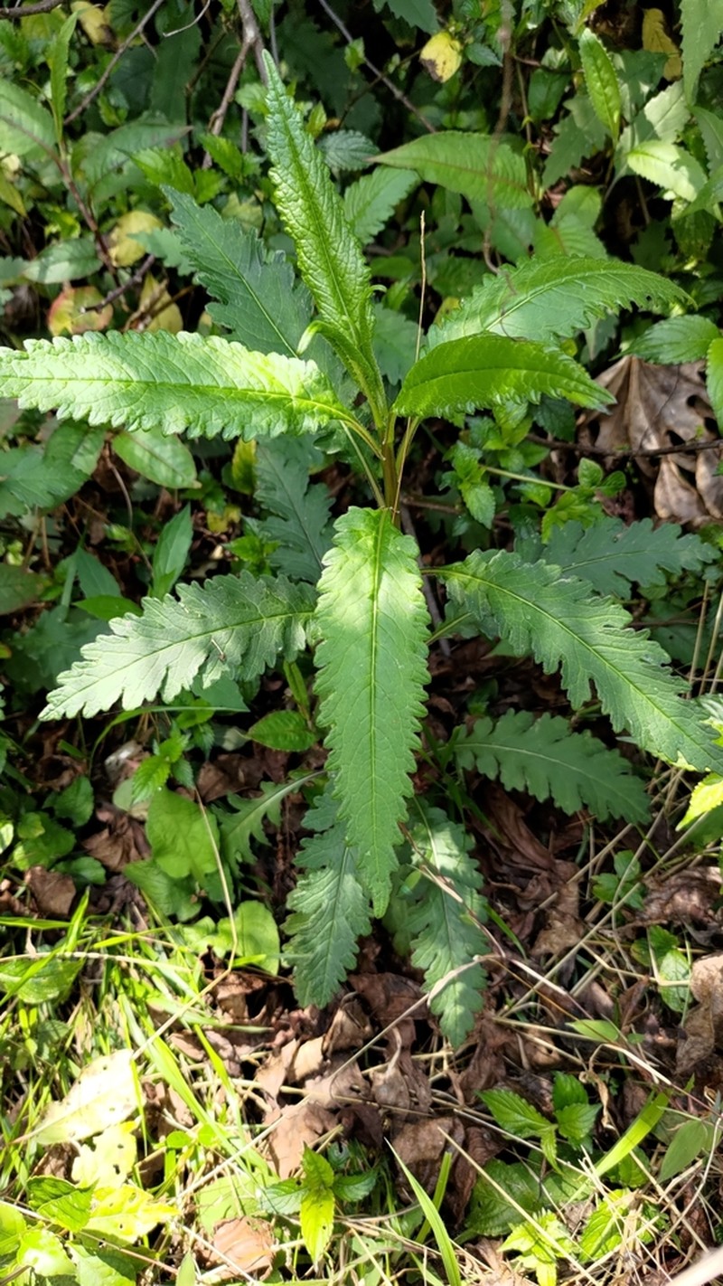 Senecio nemorensis photo 3