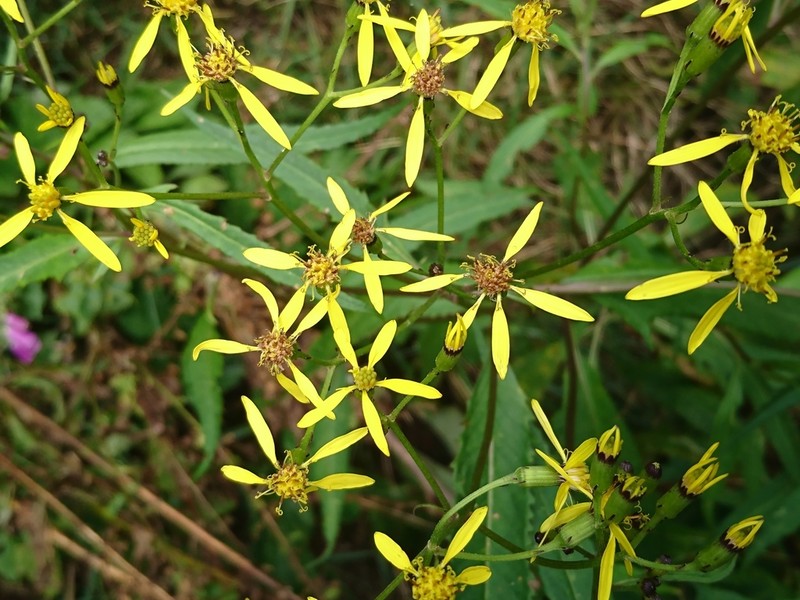 Senecio nemorensis photo 4
