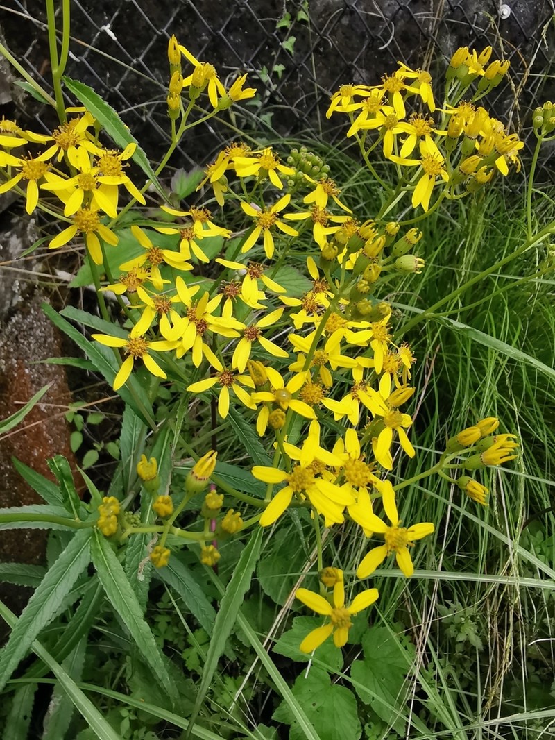 Senecio nemorensis photo 6