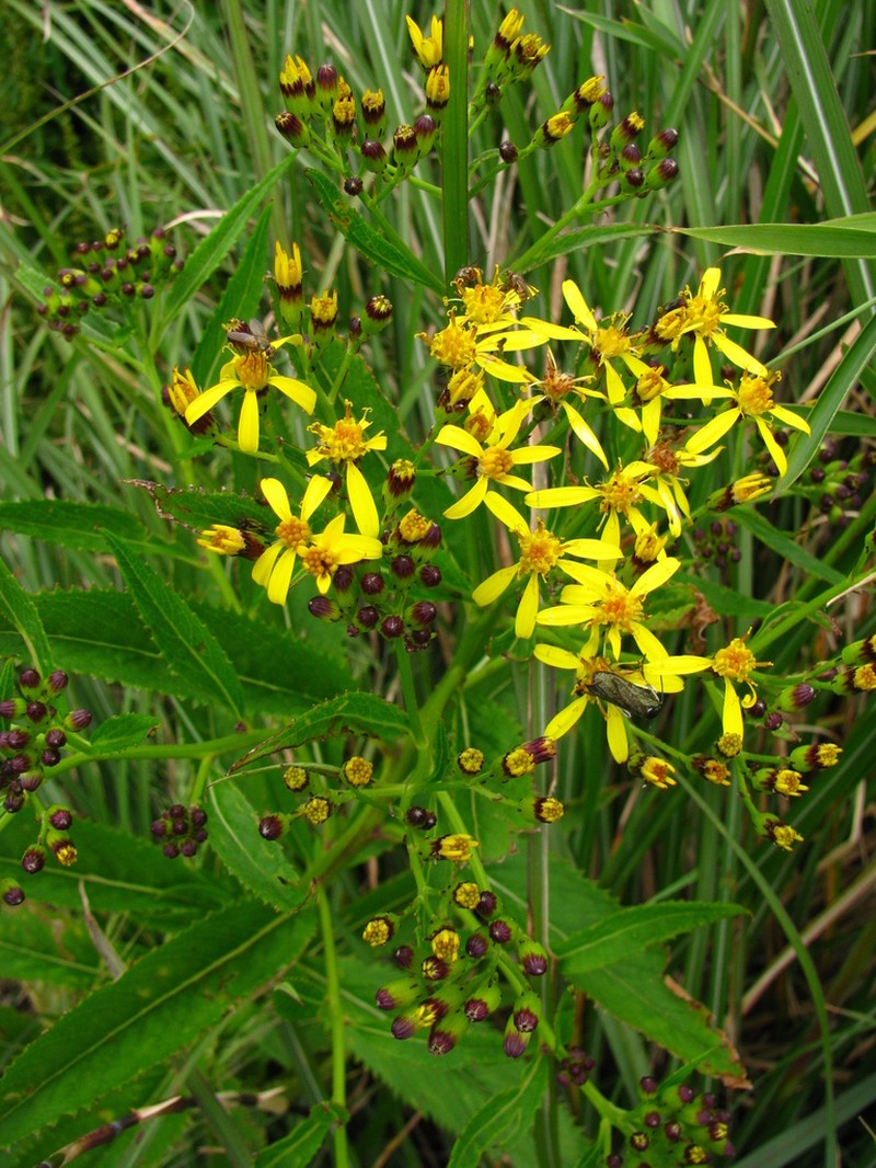 Senecio nemorensis photo 7