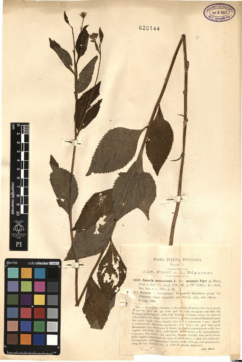 Senecio nemorensis subsp. apuanus