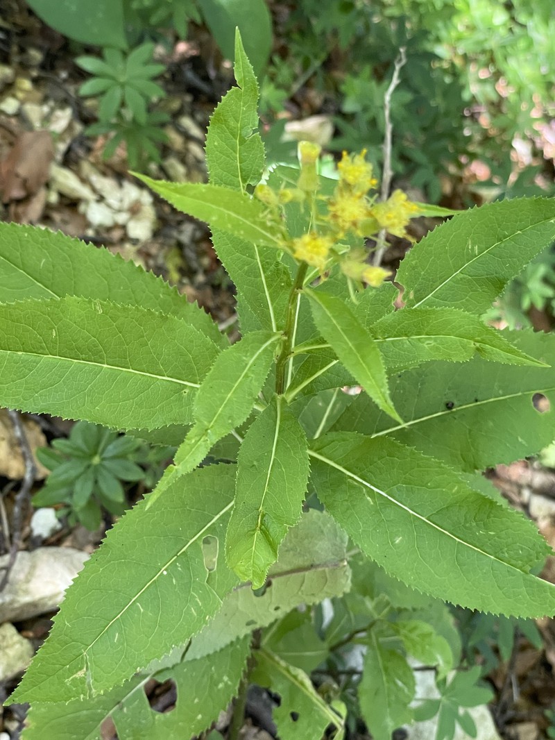 Senecio nemorensis subsp. glabratus