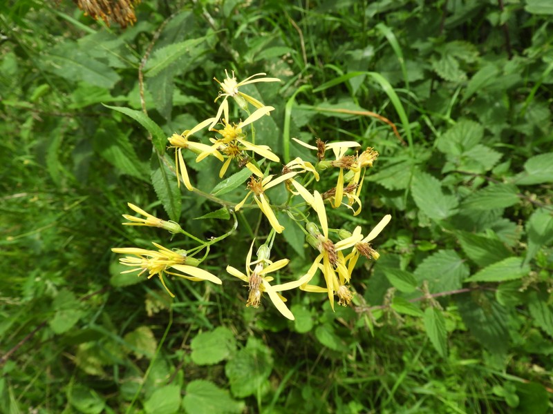 Senecio nemorensis subsp. glabratus photo 4