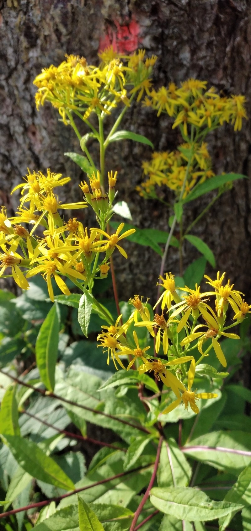 Senecio nemorensis subsp. glabratus photo 5
