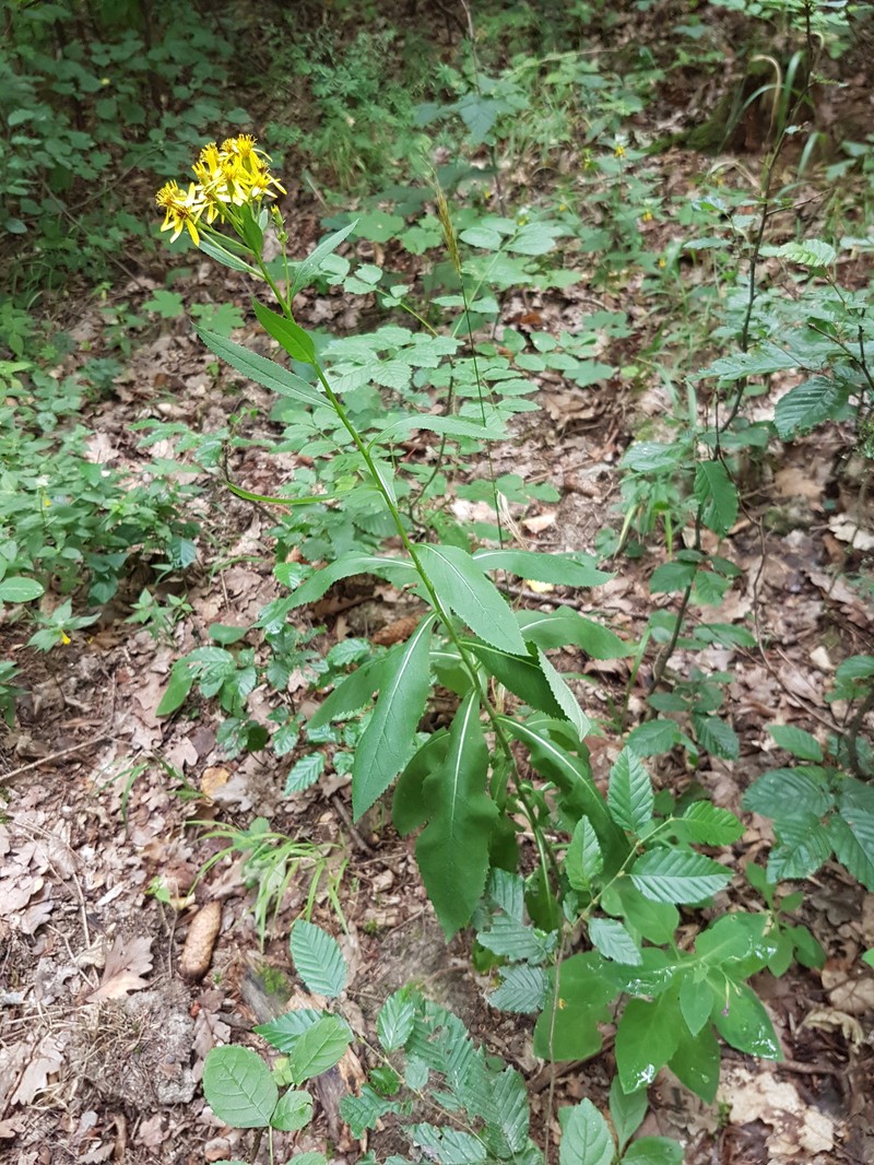 Senecio nemorensis subsp. jacquinianus photo 2