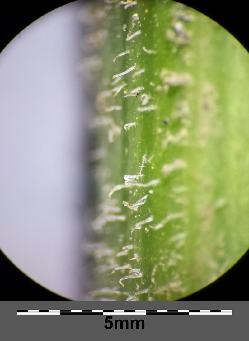 Senecio nemorensis subsp. jacquinianus photo 3