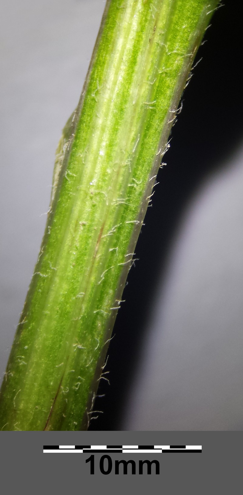 Senecio nemorensis subsp. jacquinianus photo 4