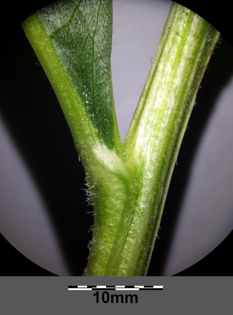 Senecio nemorensis subsp. jacquinianus photo 5