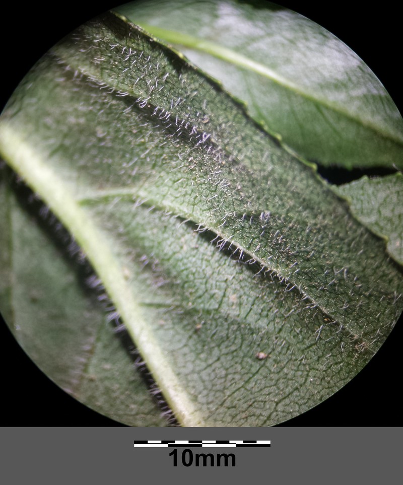 Senecio nemorensis subsp. jacquinianus photo 7