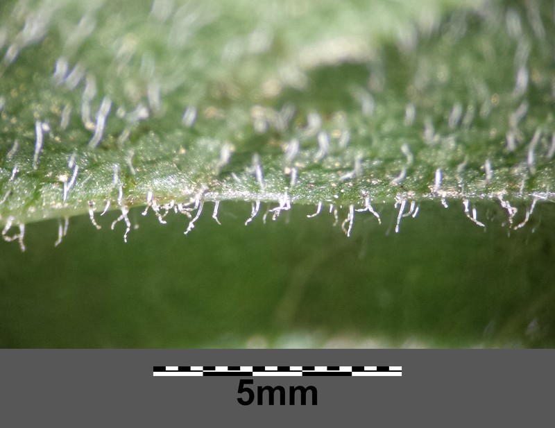 Senecio nemorensis subsp. jacquinianus photo 8