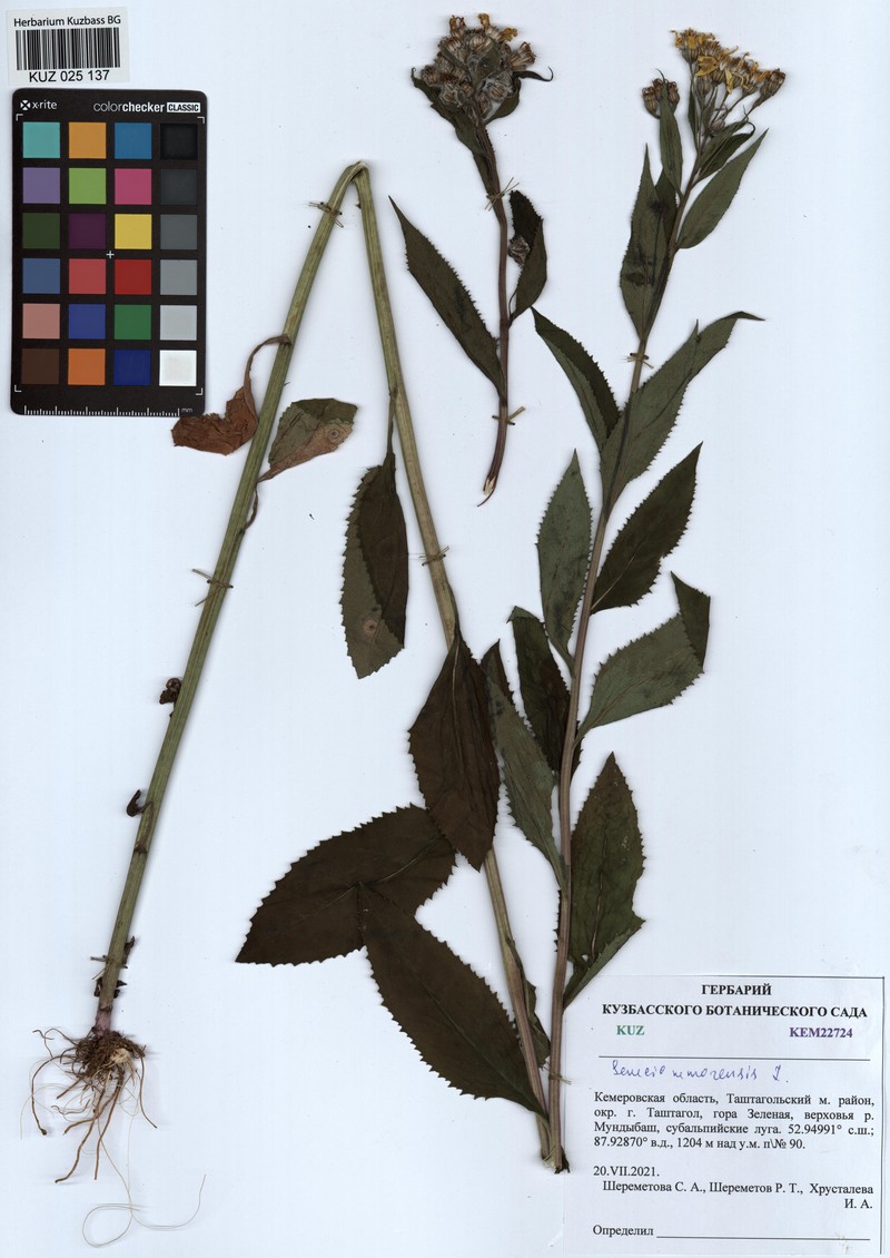 Senecio nemorensis subsp. nemorensis