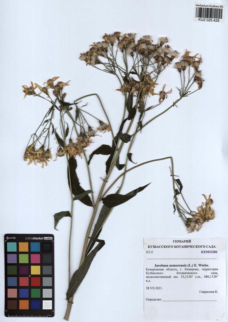 Senecio nemorensis subsp. nemorensis photo 2