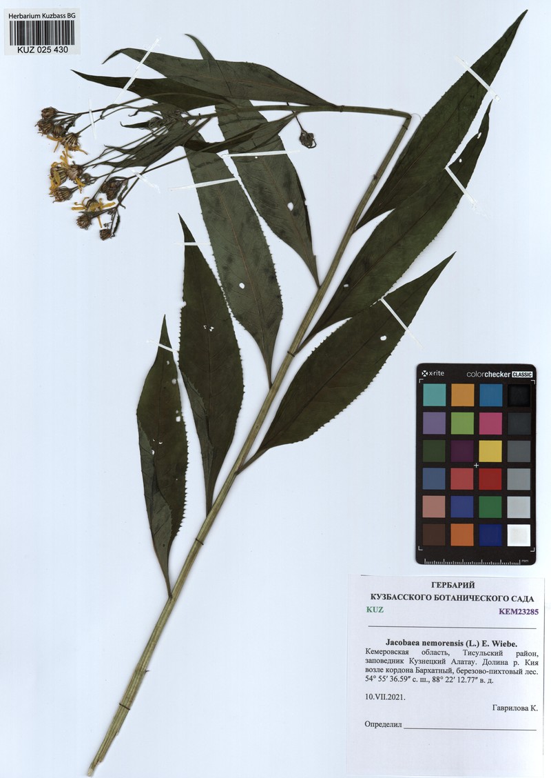 Senecio nemorensis subsp. nemorensis photo 3
