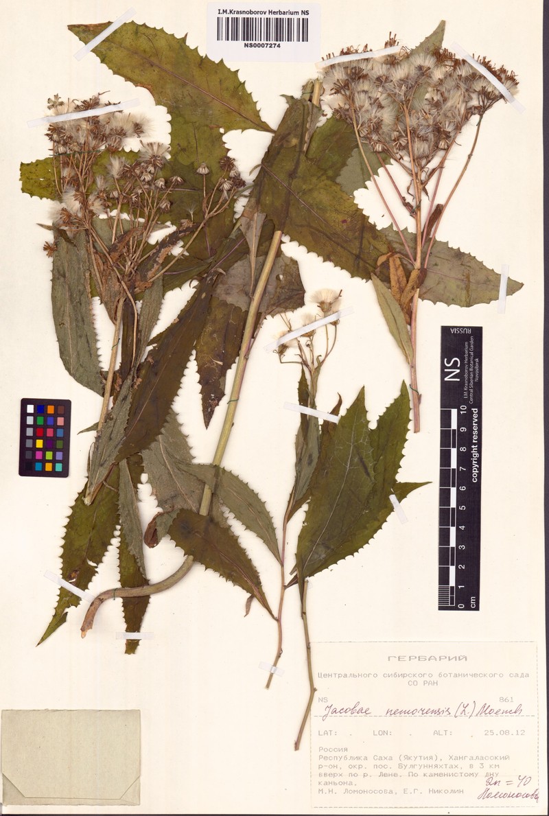 Senecio nemorensis subsp. nemorensis photo 4