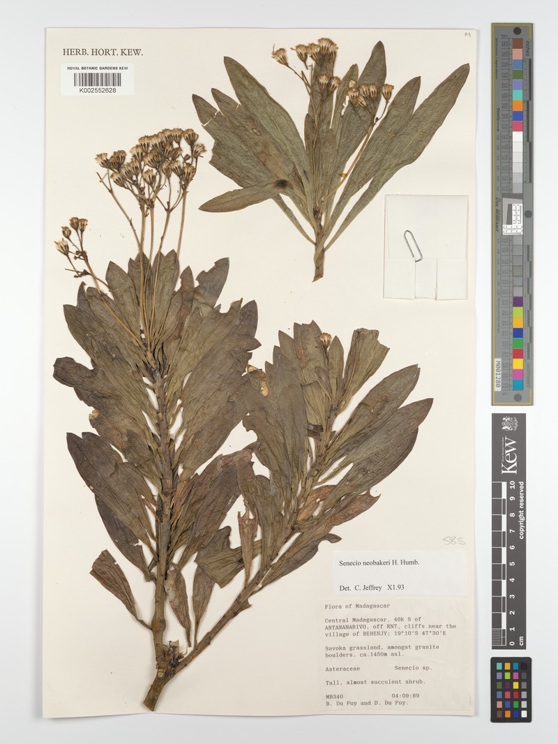 Senecio neobakeri
