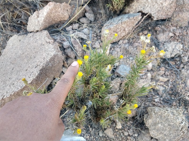 Senecio neoviscosus