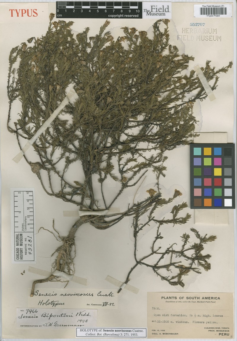 Senecio neoviscosus photo 2