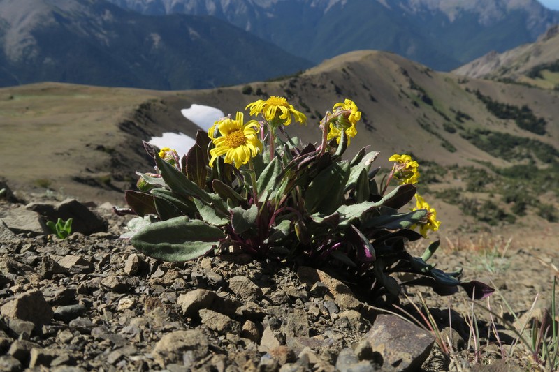Olympic Mountain Ragwort
