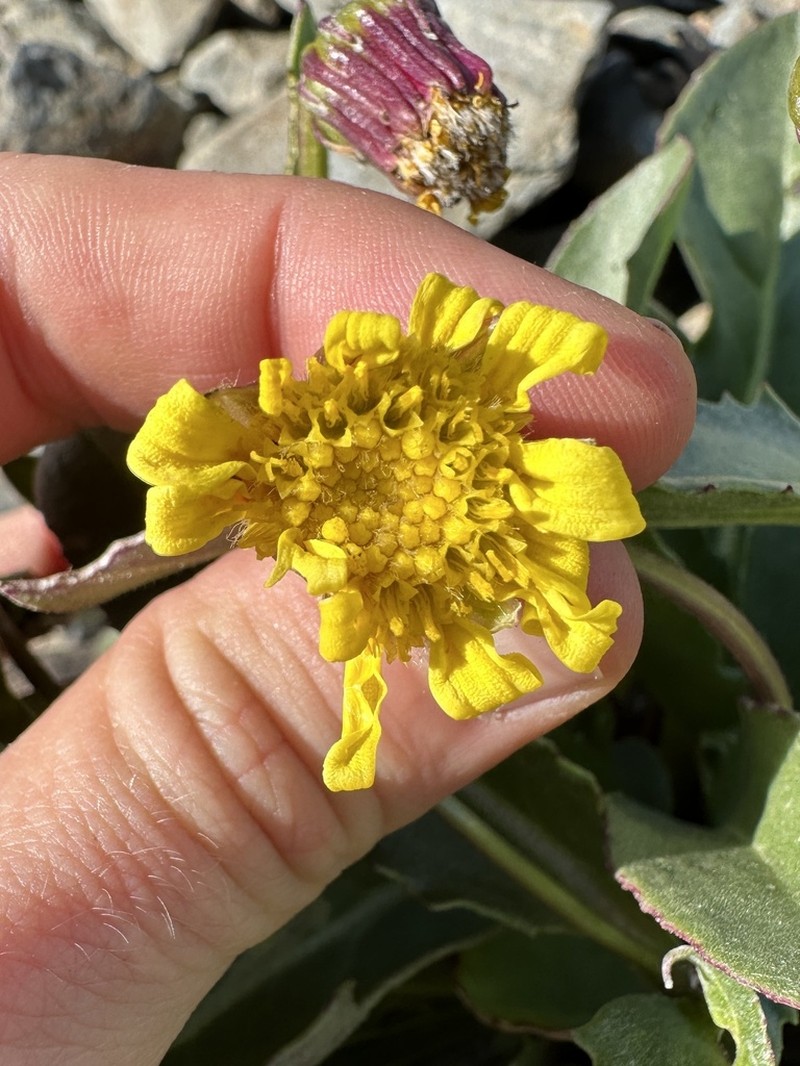 Olympic Mountain Ragwort photo 2