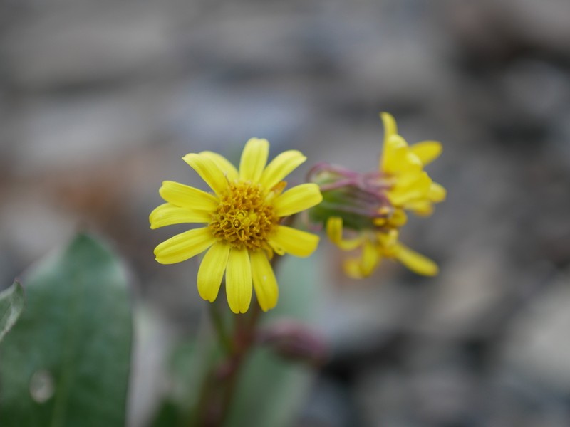 Olympic Mountain Ragwort photo 4