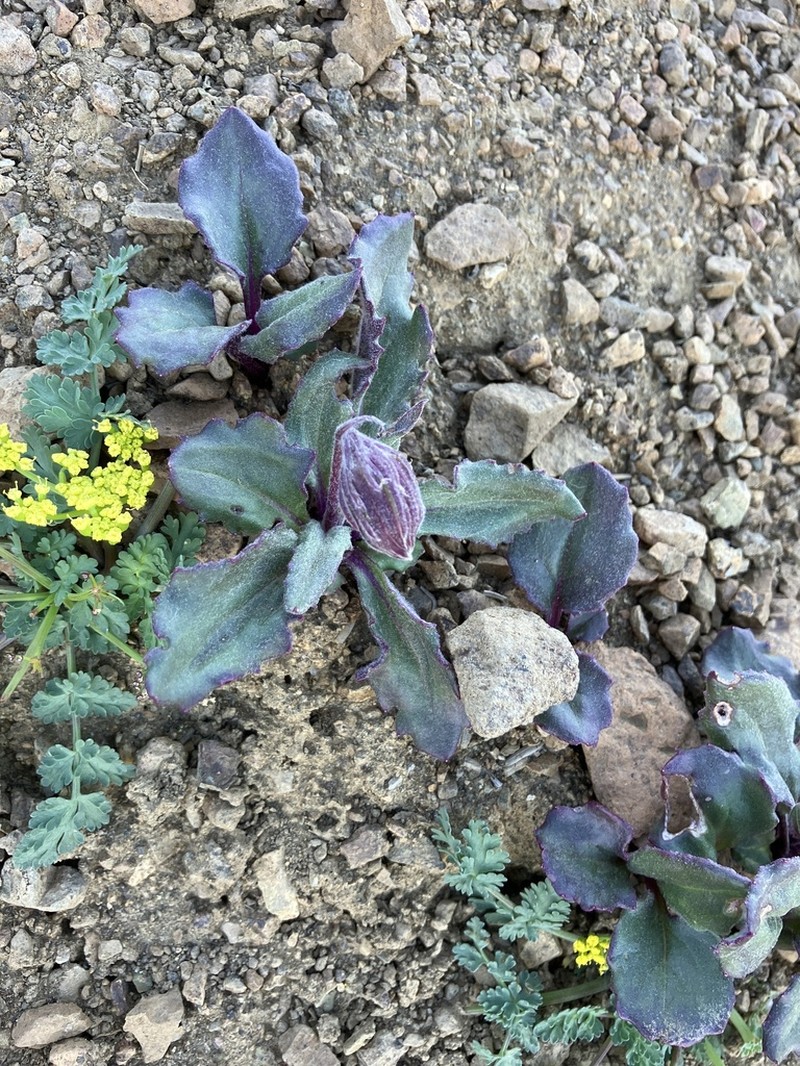 Olympic Mountain Ragwort photo 5