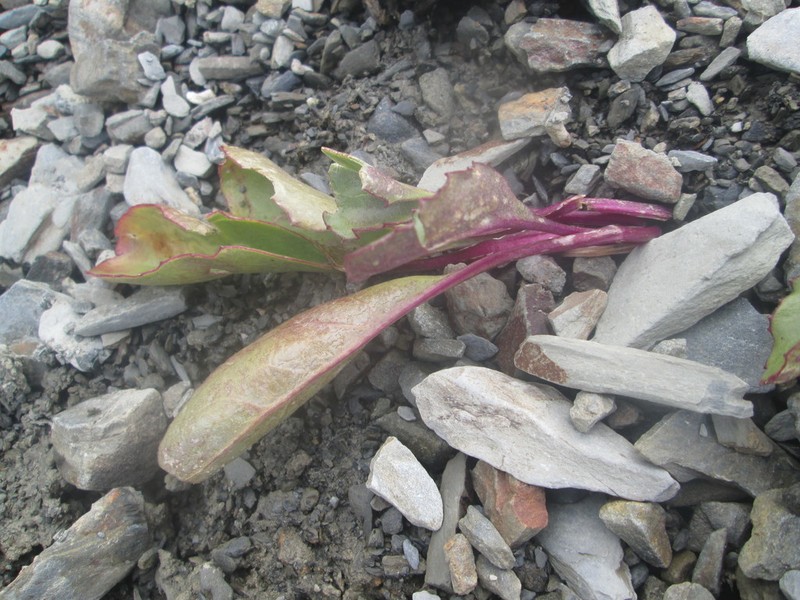 Olympic Mountain Ragwort photo 6