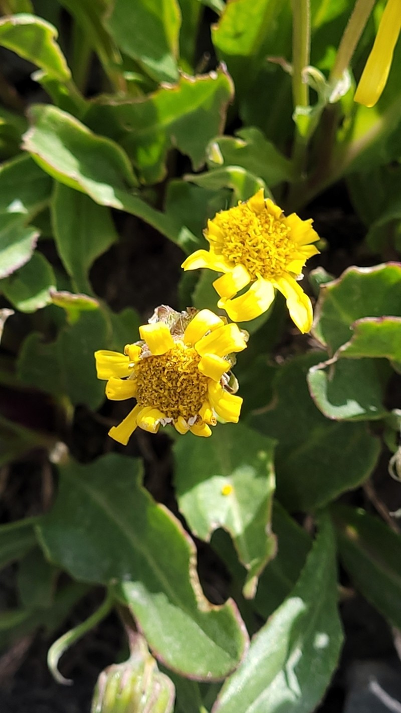 Olympic Mountain Ragwort photo 7